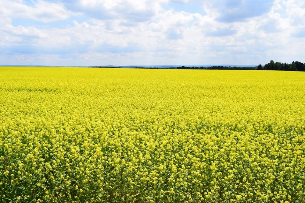 Field Of Rapeseeds Nature Summer Yellow Field Of Rapeseeds Nature Summer Yellow