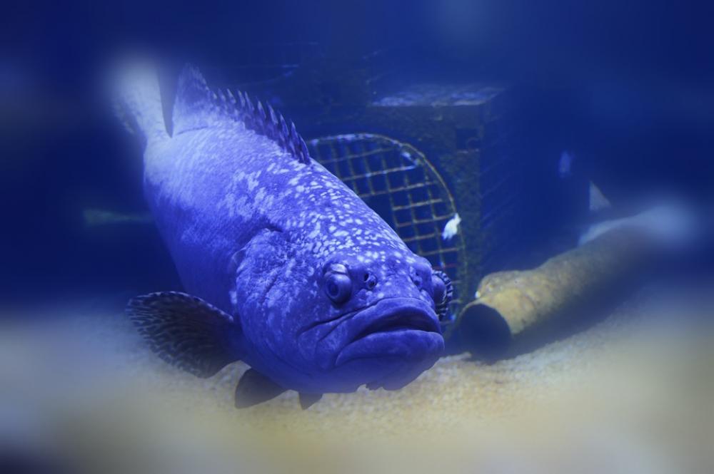 Fish Swim Water Seabed Sea Creature Depths Fish Swim Water Seabed Sea Creature Depths