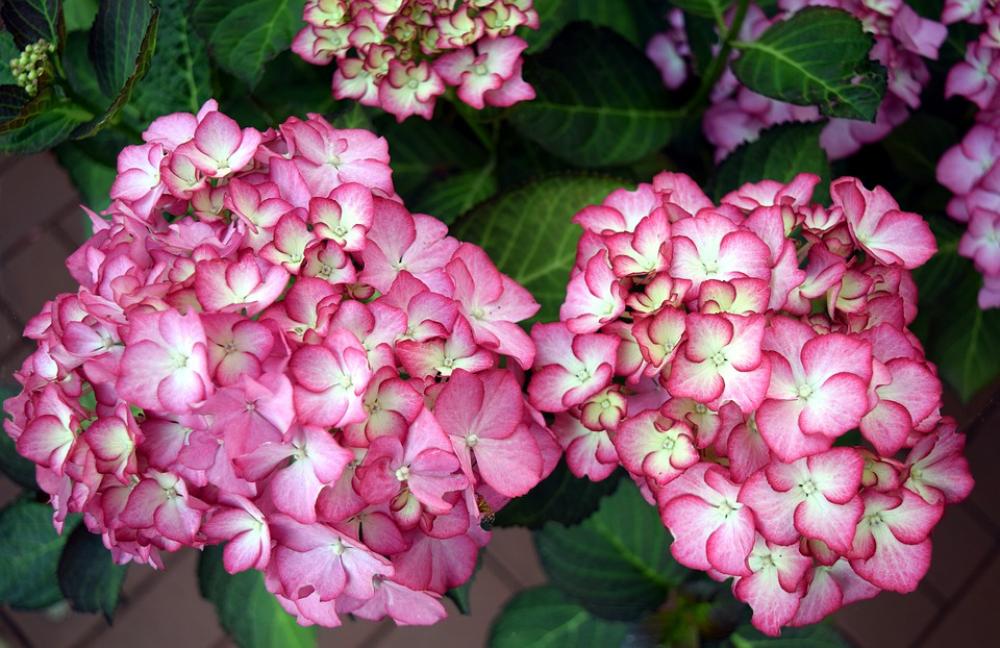 Flower Hydrangea Blossom Bloom Nature Plant Flower Hydrangea Blossom Bloom Nature Plant