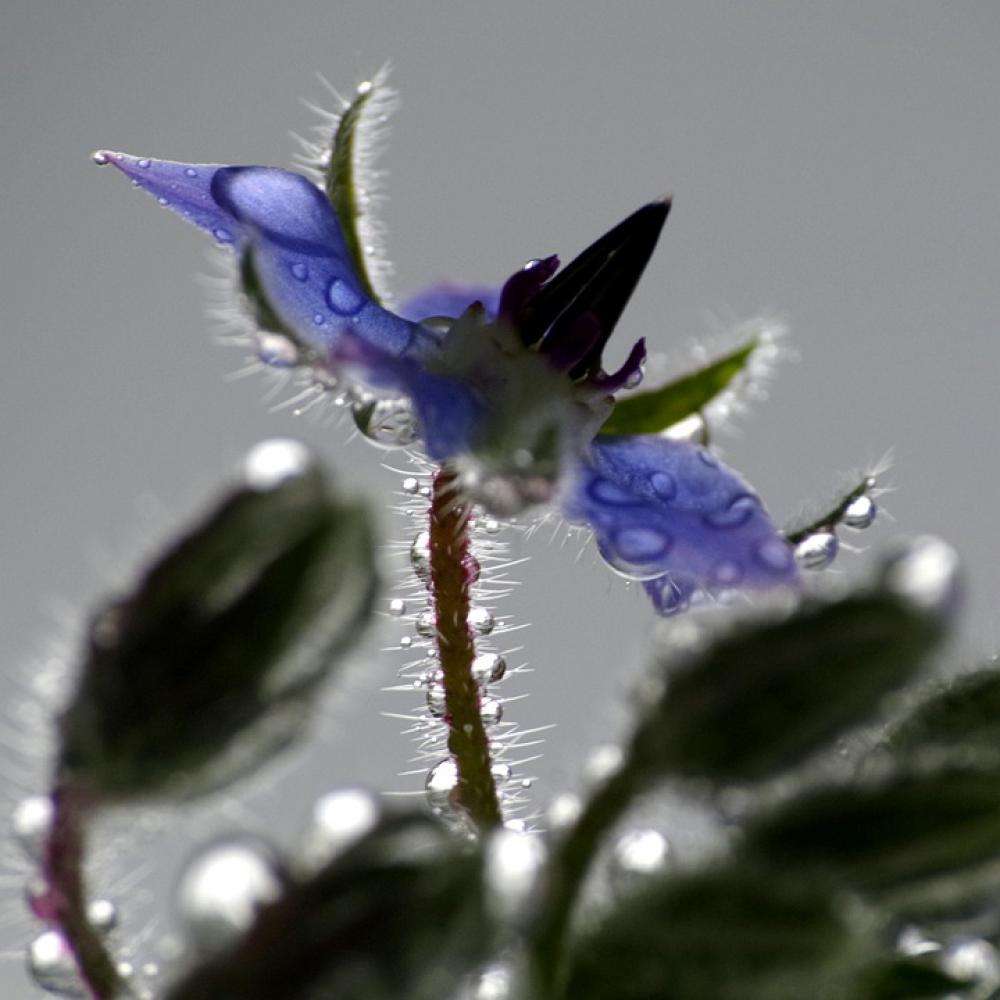 Flower Plant Blossom Bloom Purple Violet Flora Flower Plant Blossom Bloom Purple Violet Flora