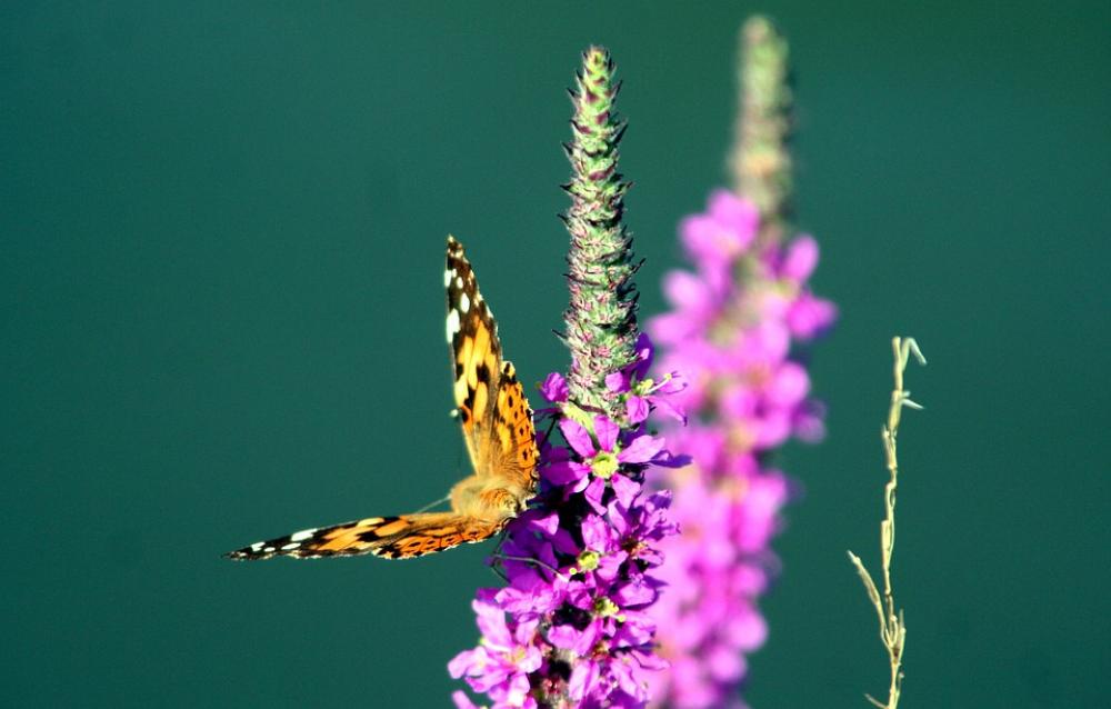 Flower Butterfly Insects Nature Wing Summer Flower Butterfly Insects Nature Wing Summer