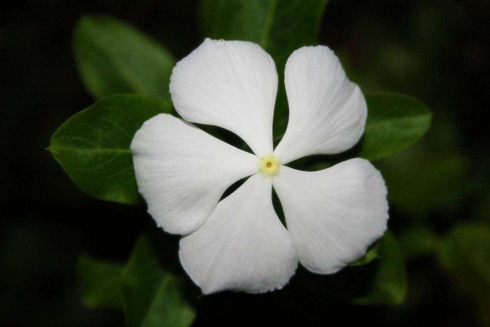Flower White Green Garden Spring Plant Blossom Flower White Green Garden Spring Plant Blossom