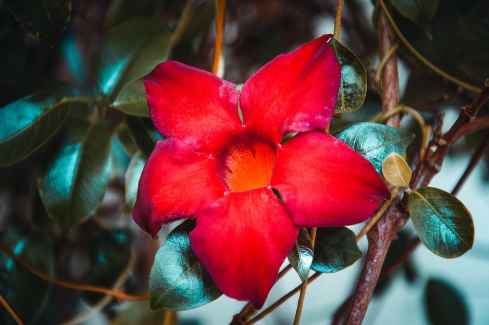 Flower Plant Star Course Illuminated Decoration Flower Plant Star Course Illuminated Decoration