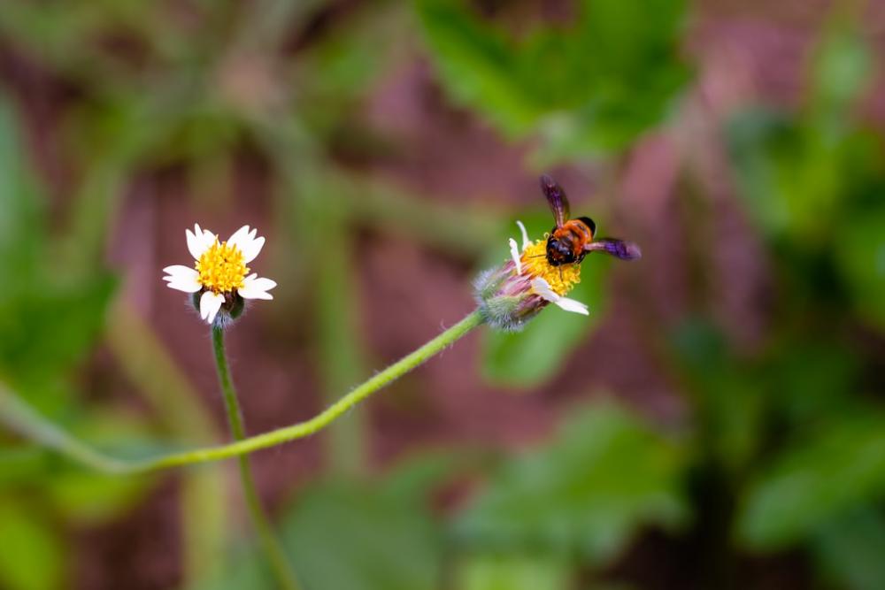 Flowering Grass Plant Flowers Nature Summer Flowering Grass Plant Flowers Nature Summer