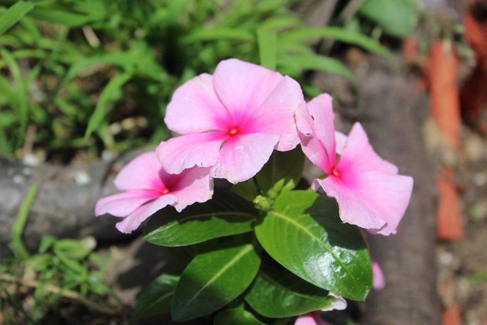 Flowers Planted Purple Pink Garden Decorative Flowers Planted Purple Pink Garden Decorative
