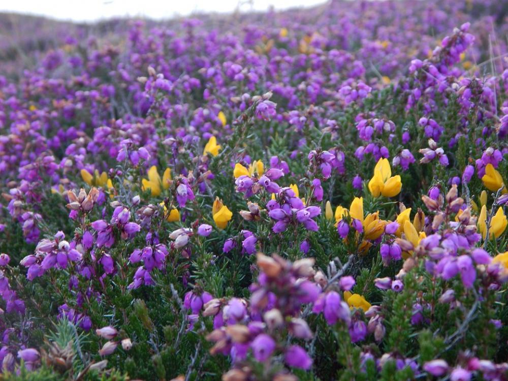 Flowers Meadow Flower Meadow Cornwall Flora Nature Flowers Meadow Flower Meadow Cornwall Flora Nature