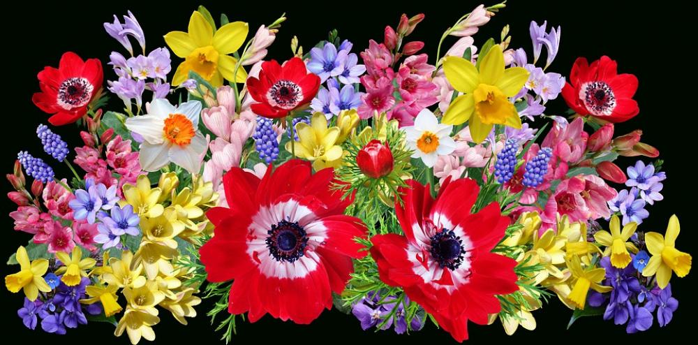 Flowers Spring Bulbs Arrangement Anemone Garden Flowers Spring Bulbs Arrangement Anemone Garden