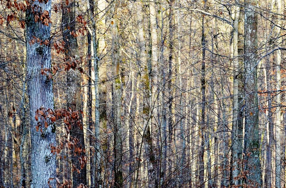 Forest Light Winter Nature Landscape Trees Yellow Forest Light Winter Nature Landscape Trees Yellow