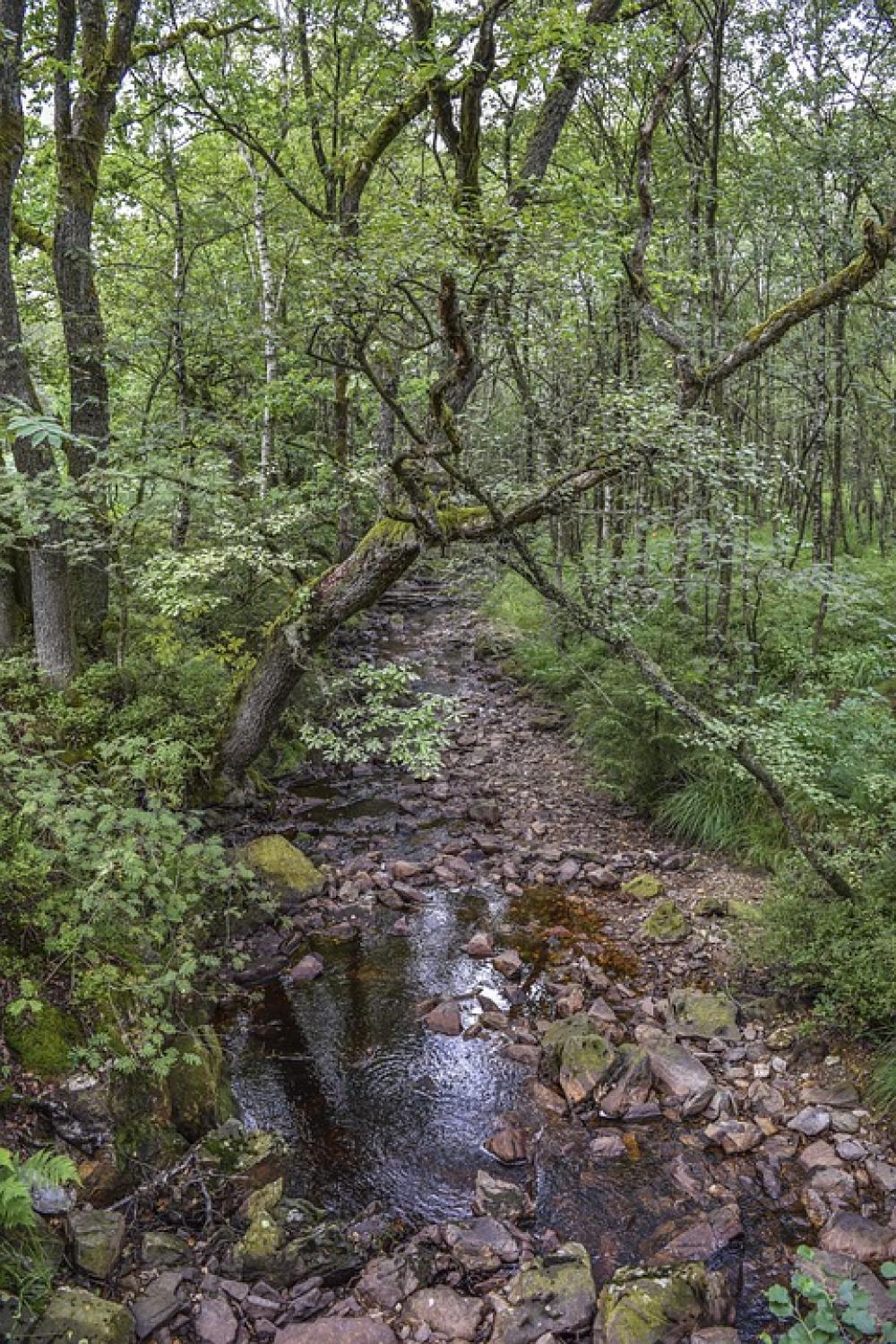 Forest Nature Landscape Trees Green Wood Scenic Forest Nature Landscape Trees Green Wood Scenic