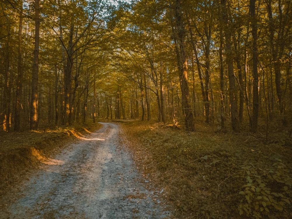 Forest Autumn Nature Landscape Trees Leaves Path Forest Autumn Nature Landscape Trees Leaves Path
