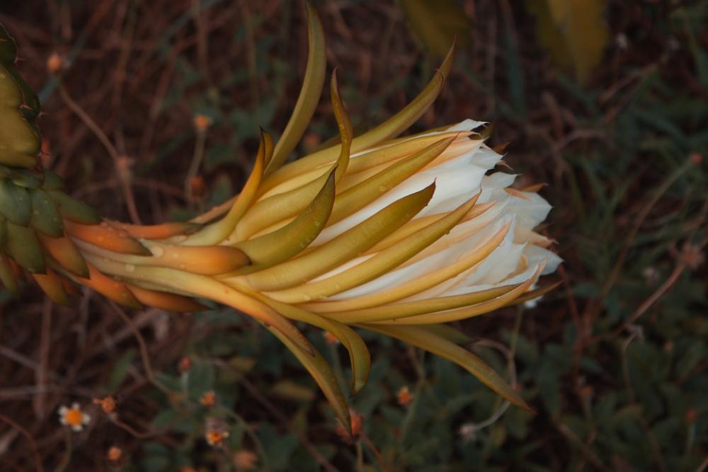 Fruit Flower Plant Shrub Nature Garden Fruit Flower Plant Shrub Nature Garden