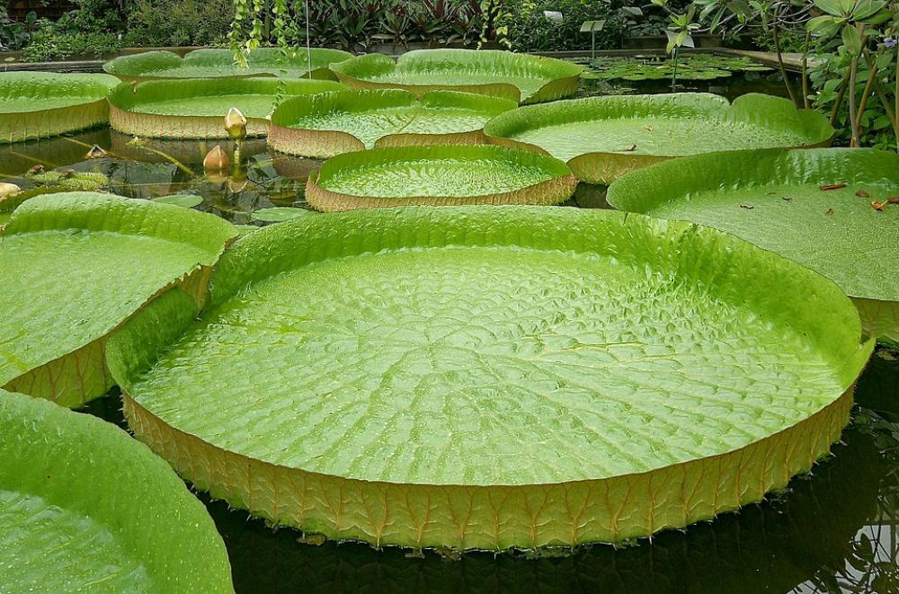 Giant Water Lily Santa-Cruz Victoria Cruziana Giant Water Lily Santa-Cruz Victoria Cruziana