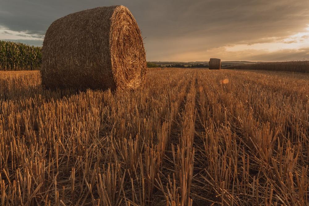 Golden Hour Straw Bales Cereals Agriculture Field Golden Hour Straw Bales Cereals Agriculture Field