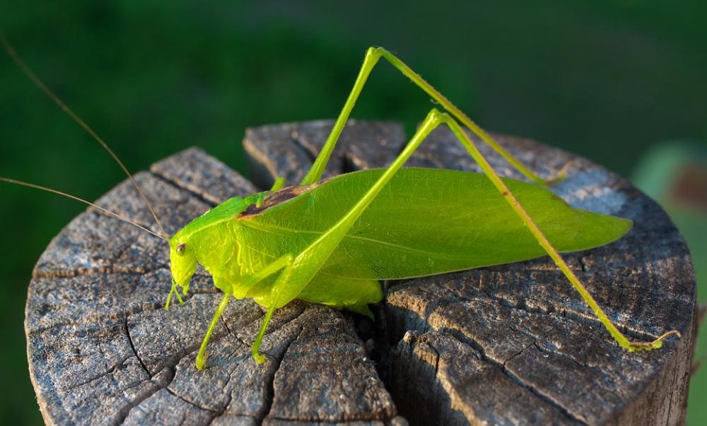 Grasshopper Green Insect Nature Grasshopper Green Insect Nature