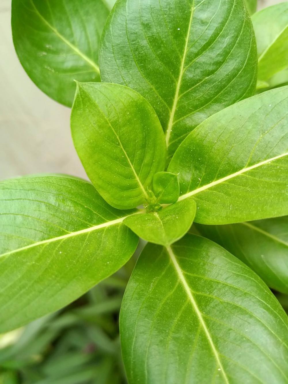 Green Nature Plant Idyllic Green Nature Plant Idyllic