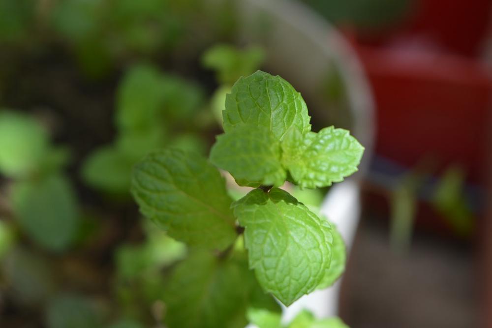 Green Plants Plant Nature Grass Spring Texture Green Plants Plant Nature Grass Spring Texture