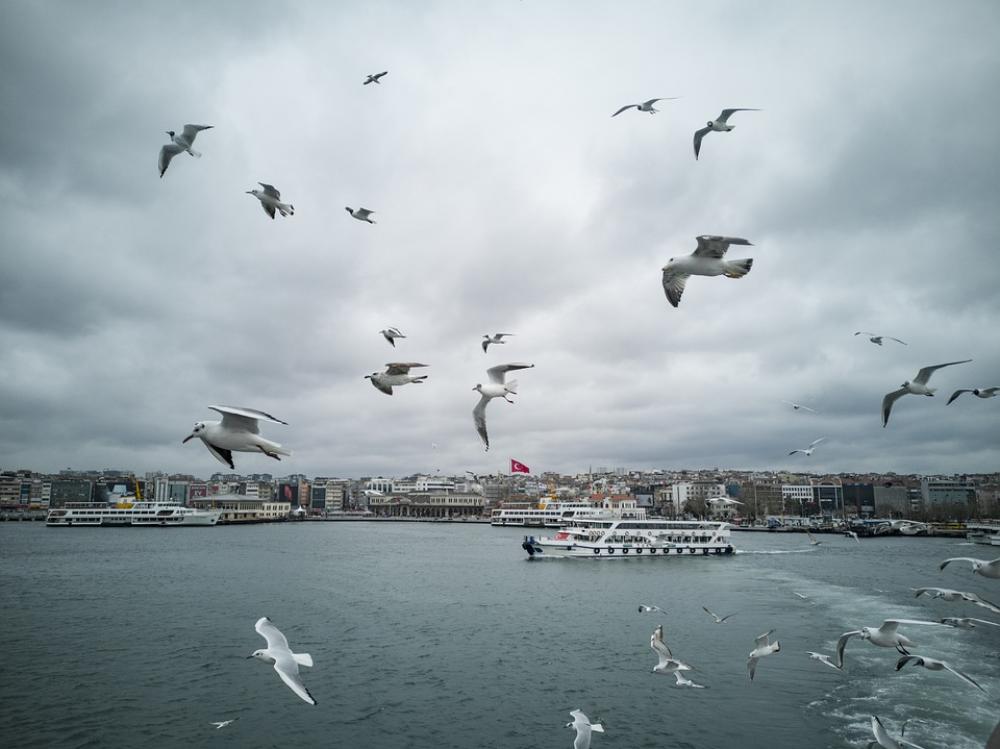 Gulls Seagull Bird Marine Flying Animal Flight Gulls Seagull Bird Marine Flying Animal Flight