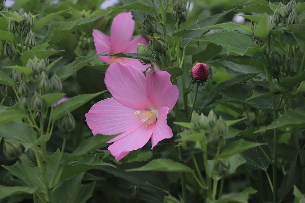 Hibiscus Mutabilis Hibicus Flowers Summer Nature Hibiscus Mutabilis Hibicus Flowers Summer Nature