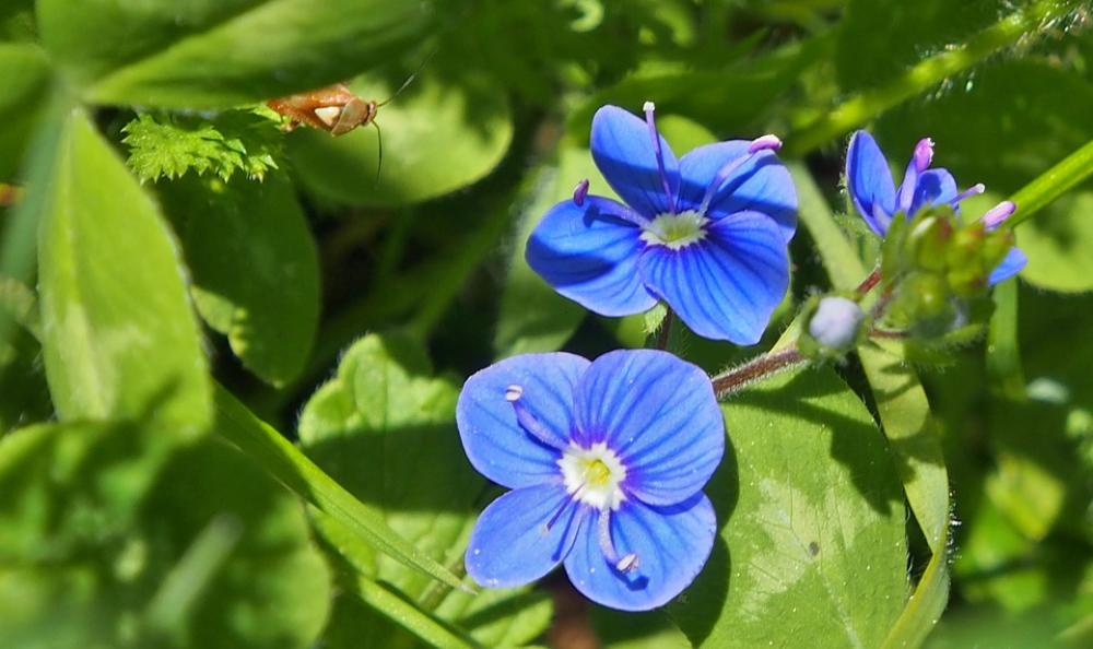 Honorary Award Although Blue Flowers Beetle Flower Honorary Award Although Blue Flowers Beetle Flower