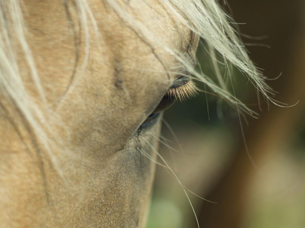 Horse Eye Mane Head Portrait Horse Eye Mane Head Portrait