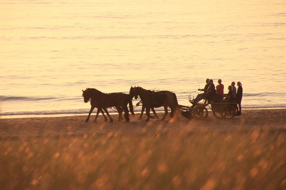 Horses Coach Beach Team Landscape Drive Horses Coach Beach Team Landscape Drive