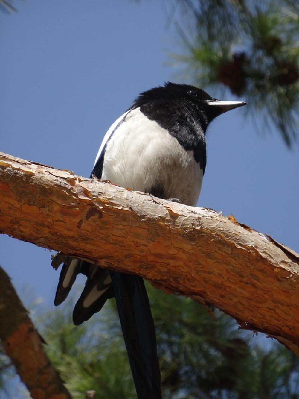 Korea Bird Nature Sky Travel Animal Tree Korea Bird Nature Sky Travel Animal Tree