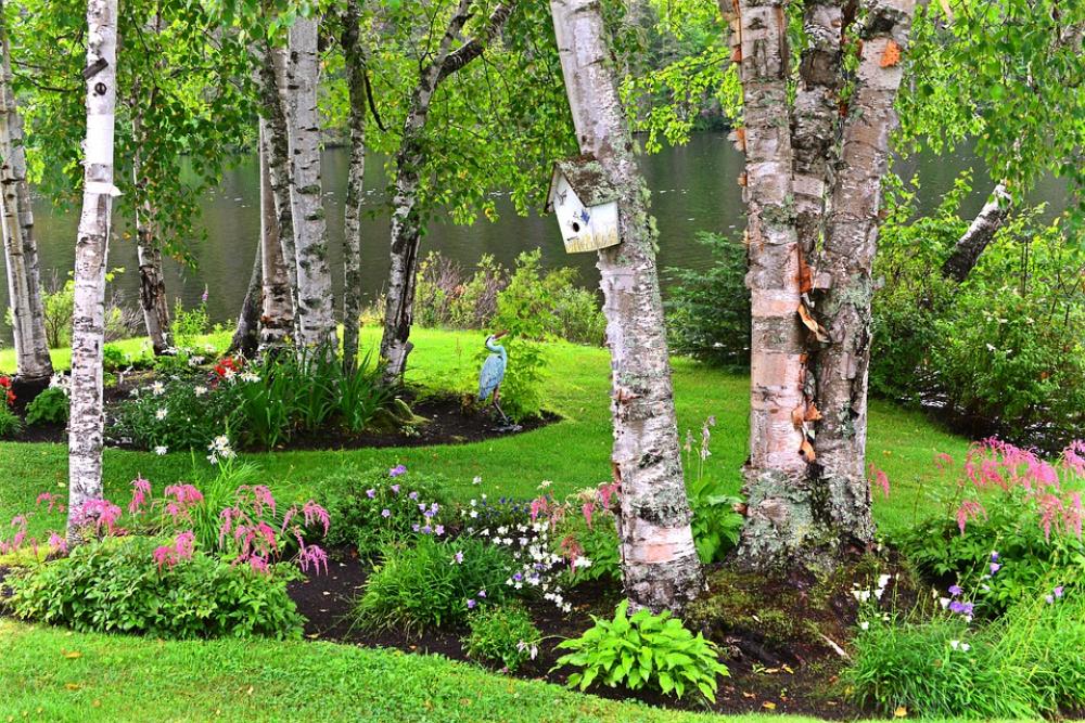 Landscape Nature Birch Trees Scenic Green Summer Landscape Nature Birch Trees Scenic Green Summer