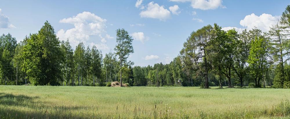 Landscape Season Forest Outdoor Shadows Meadow Landscape Season Forest Outdoor Shadows Meadow