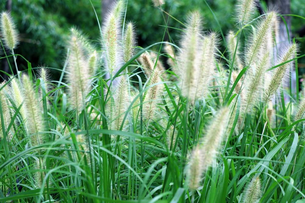 Lawn Grass Weeds Weed Leaf Herb Plant Natural Lawn Grass Weeds Weed Leaf Herb Plant Natural