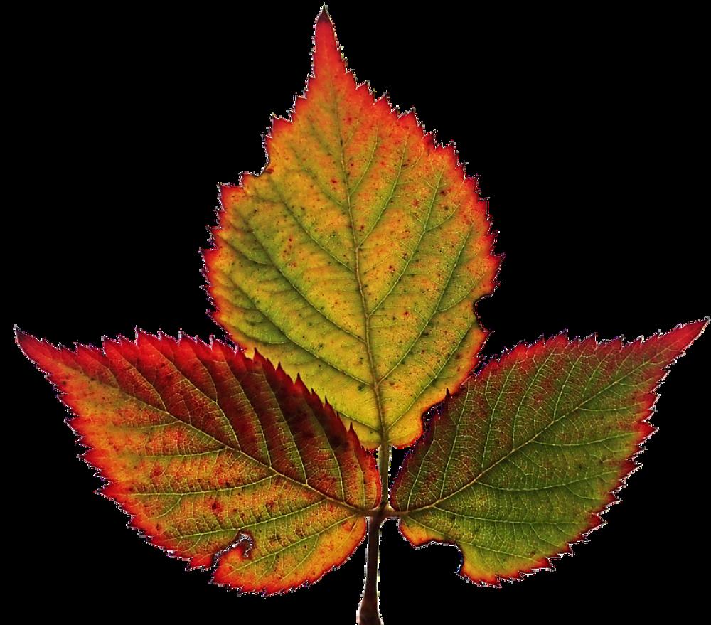 Leaf Autumn Fall Veins Colourful Garden Cut Out Leaf Autumn Fall Veins Colourful Garden Cut Out