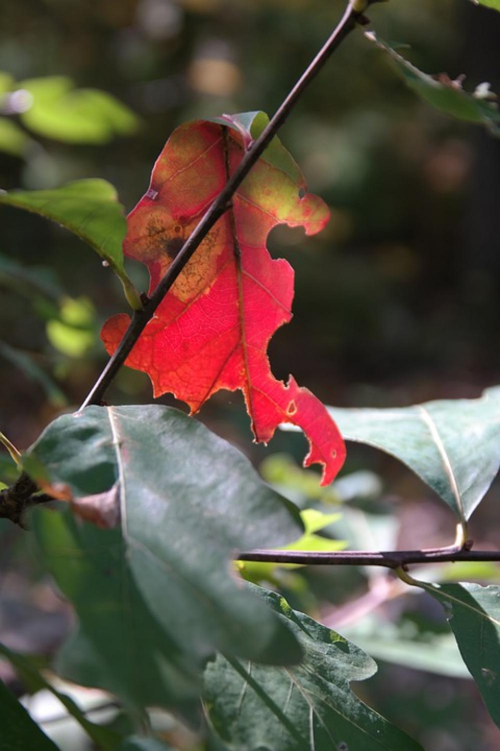 Leaf Red Autumn Nature Tree Fall Foliage Oak Leaf Red Autumn Nature Tree Fall Foliage Oak