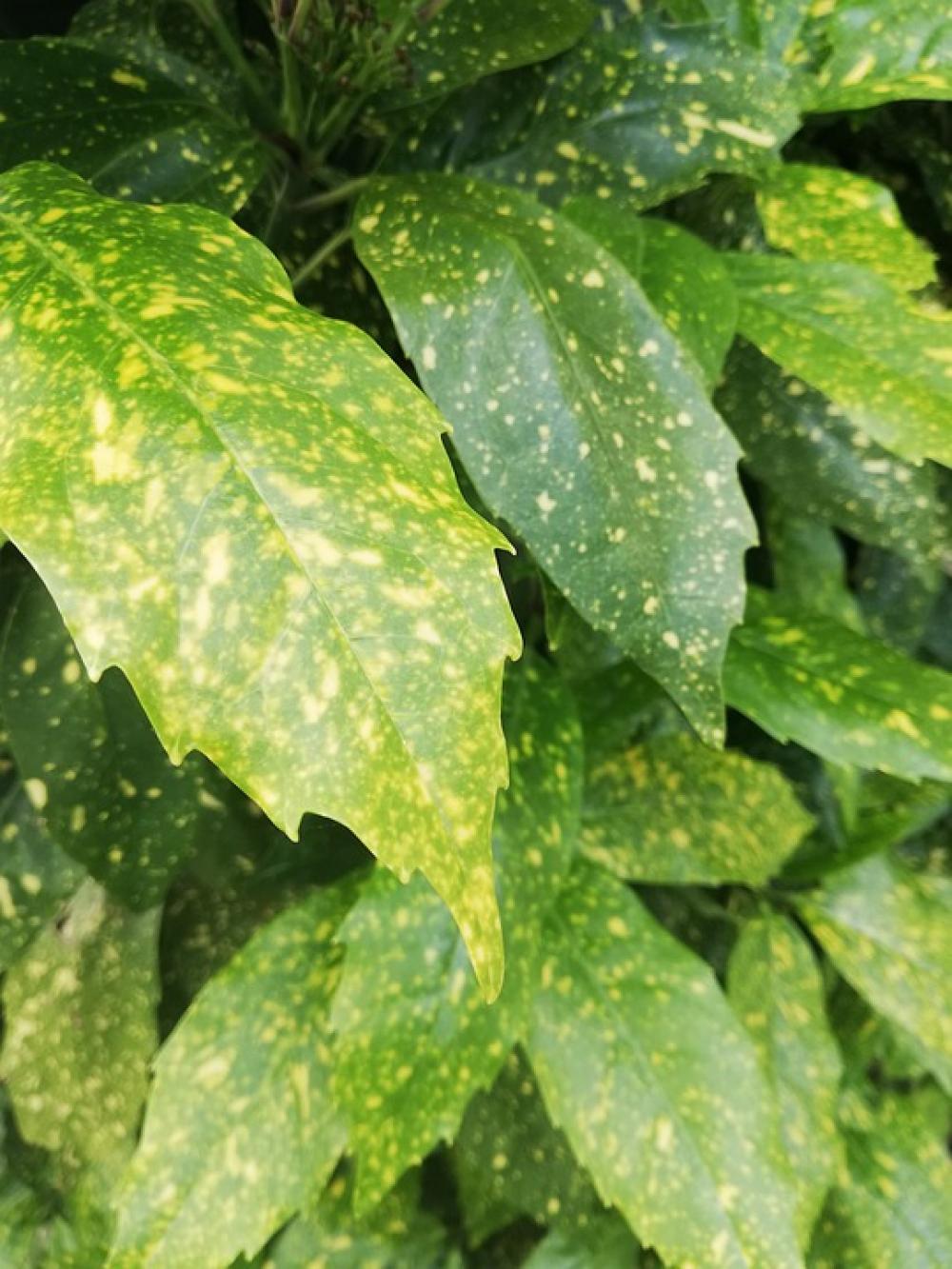 Leaf Color Pattern Focus Leaf Color Pattern Focus