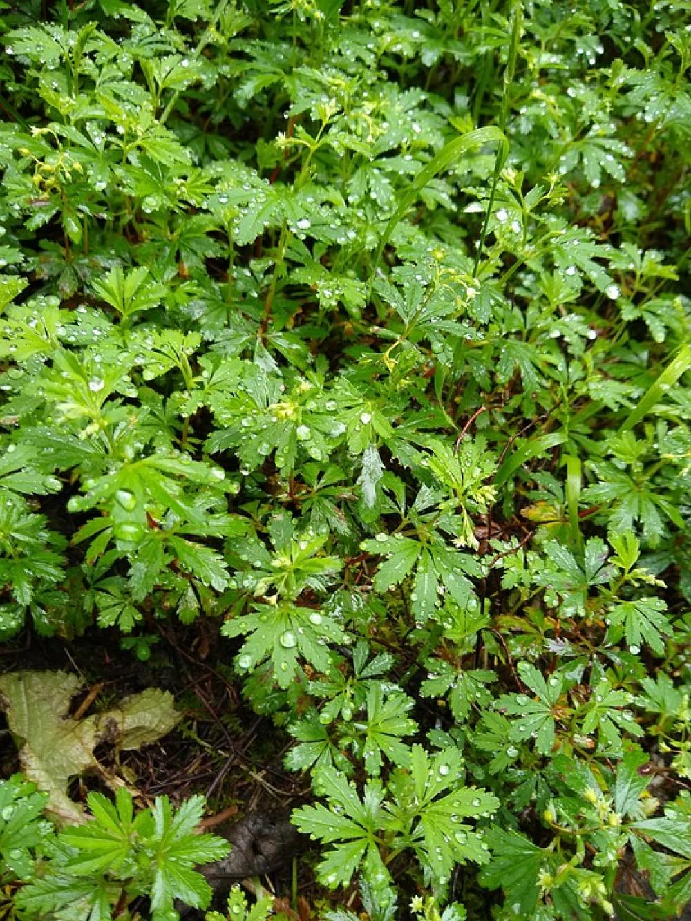 Leaves Forest Grass Raindrops On Leaves Raindrops Leaves Forest Grass Raindrops On Leaves Raindrops