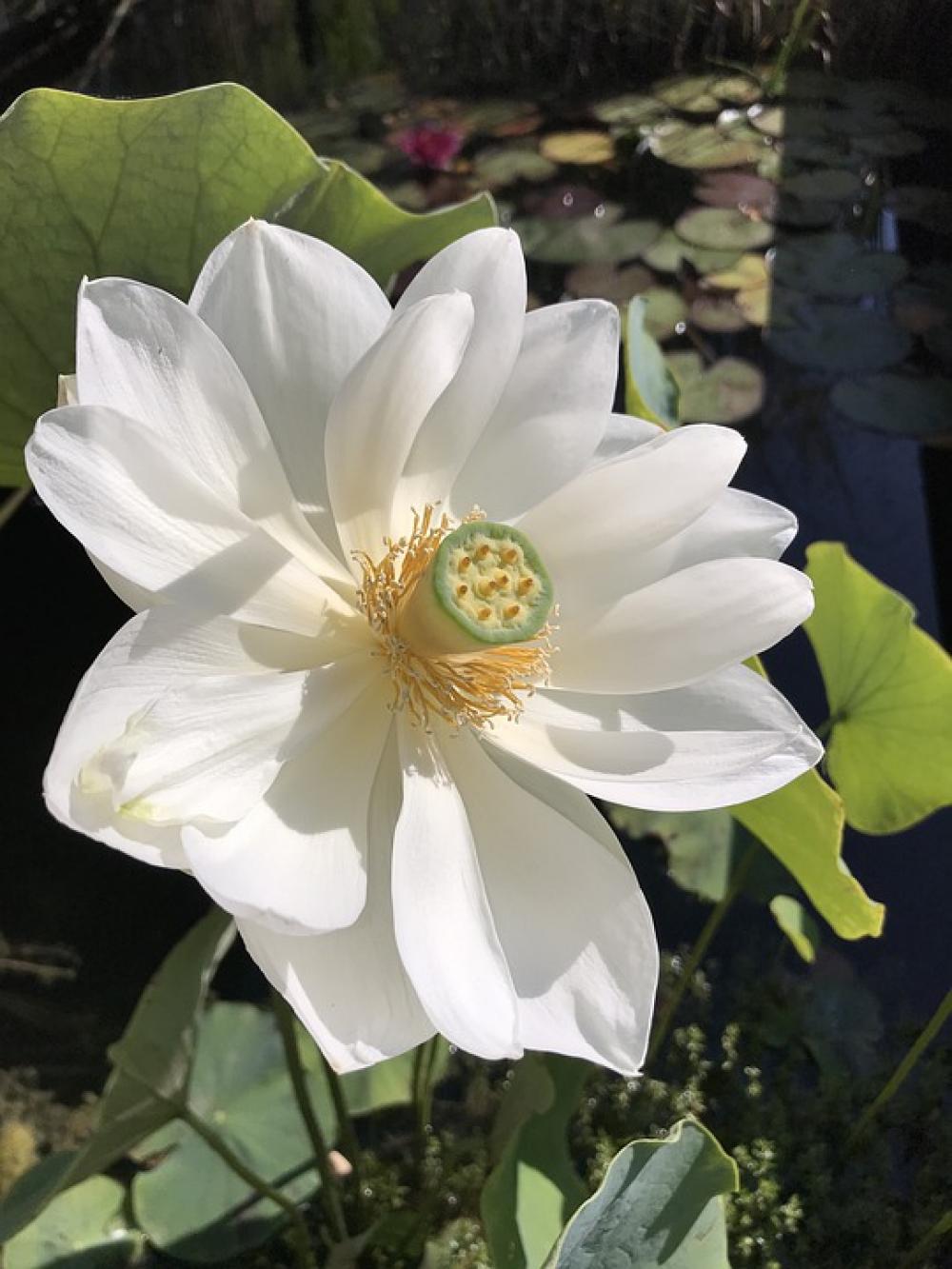 Lotus Pond Blossom Bloom Flowers Nature Water Lotus Pond Blossom Bloom Flowers Nature Water