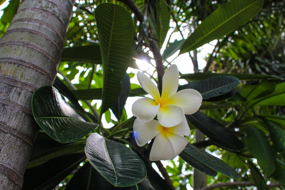 More Information Flower Leaves Flowers White More Information Flower Leaves Flowers White