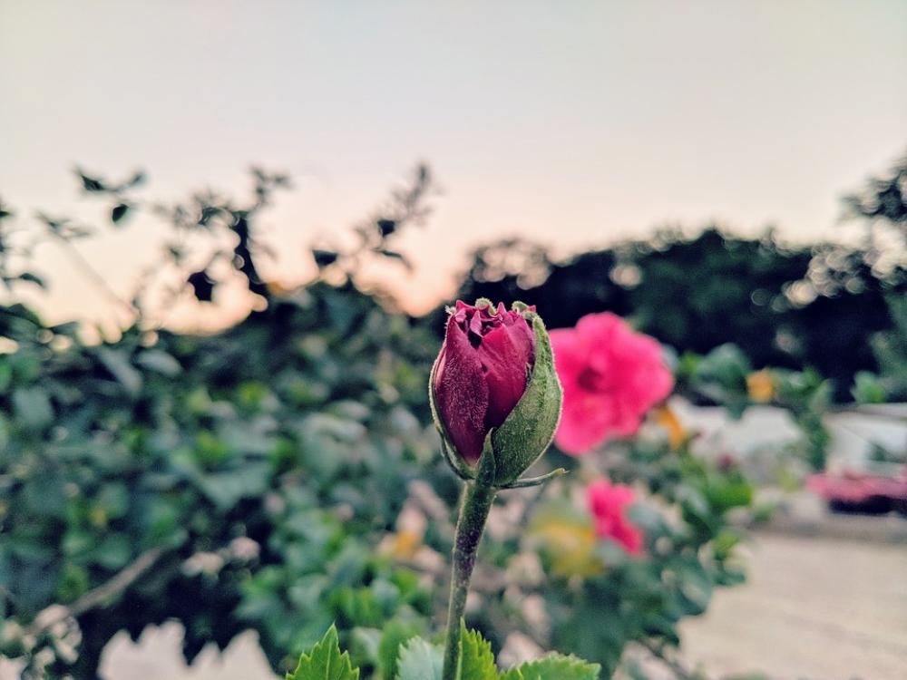 Nature Beauty Plants Greenery Grass Nature Beauty Plants Greenery Grass