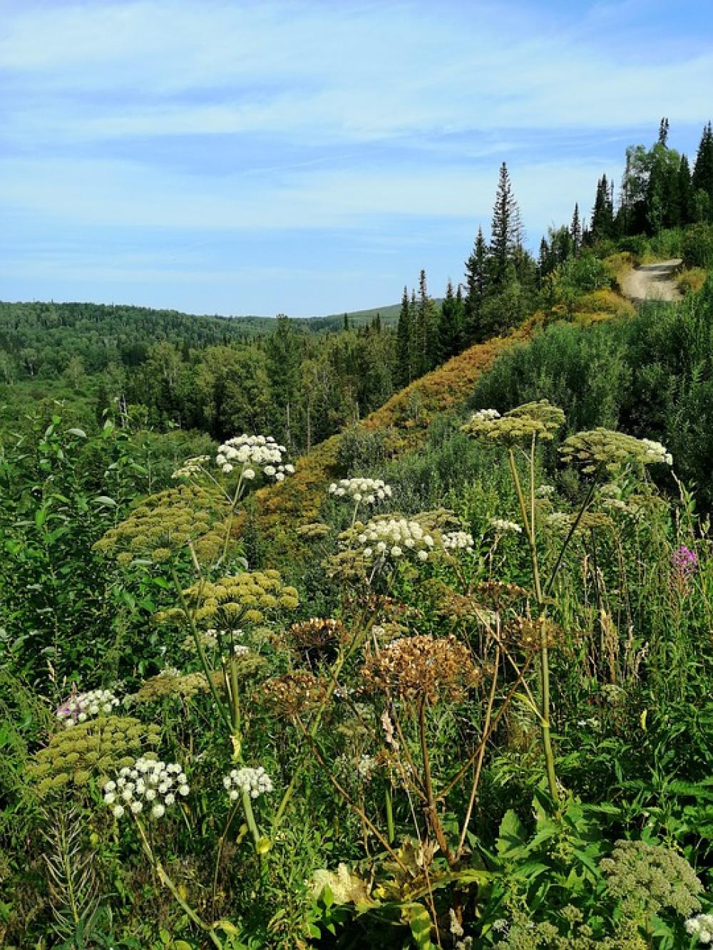 Nature Forest Grass Summer Landscape Forests Nature Forest Grass Summer Landscape Forests