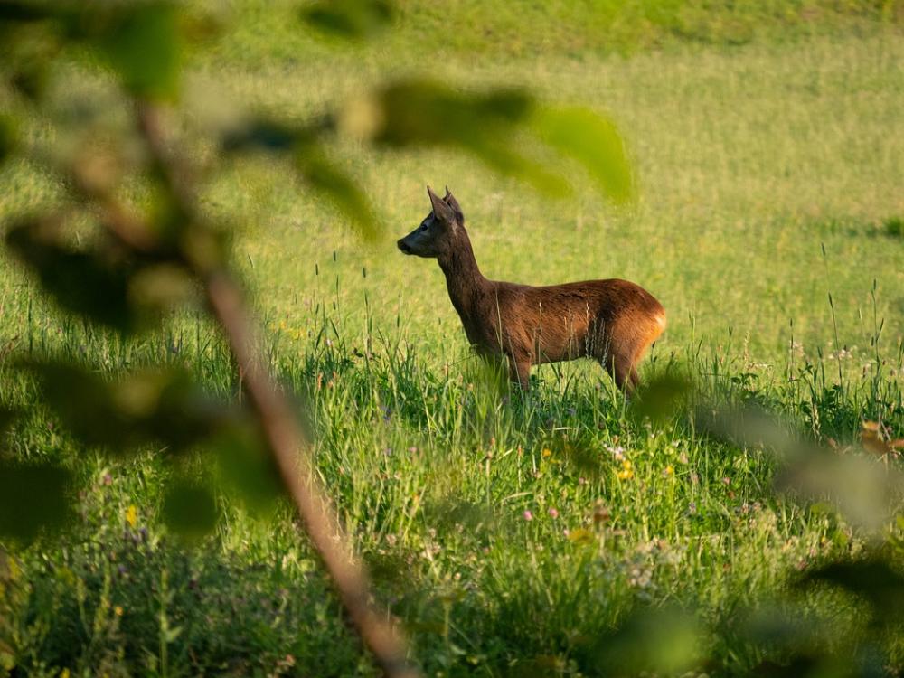 Nature Roe Animal Wild Mammal Prato Curious Nature Roe Animal Wild Mammal Prato Curious