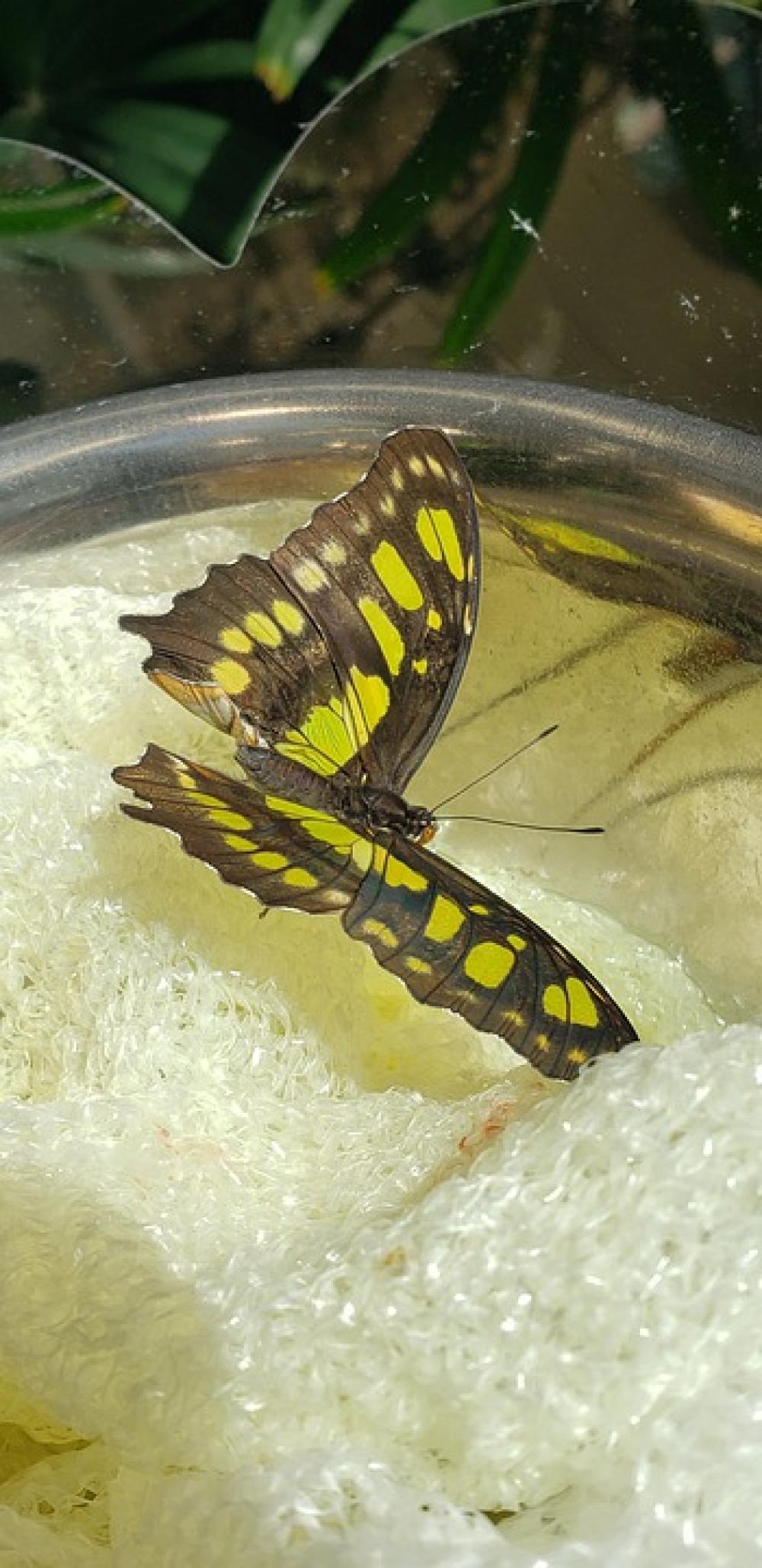Nature Butterfly Insect Yellow Nature Butterfly Insect Yellow