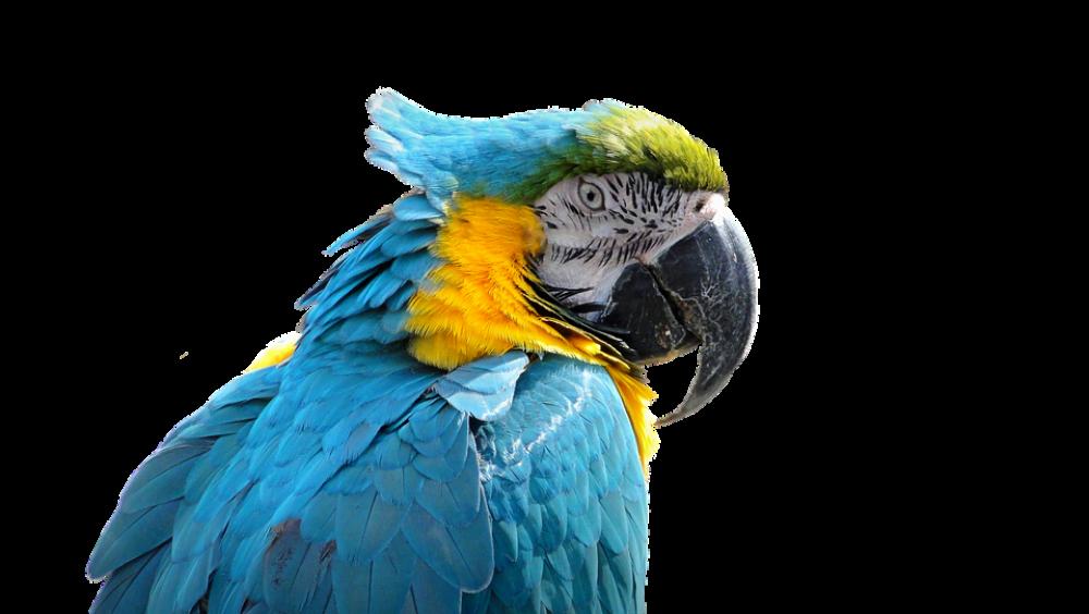 Parrot Bird Ara Exotic Plumage Blue Colored Parrot Bird Ara Exotic Plumage Blue Colored
