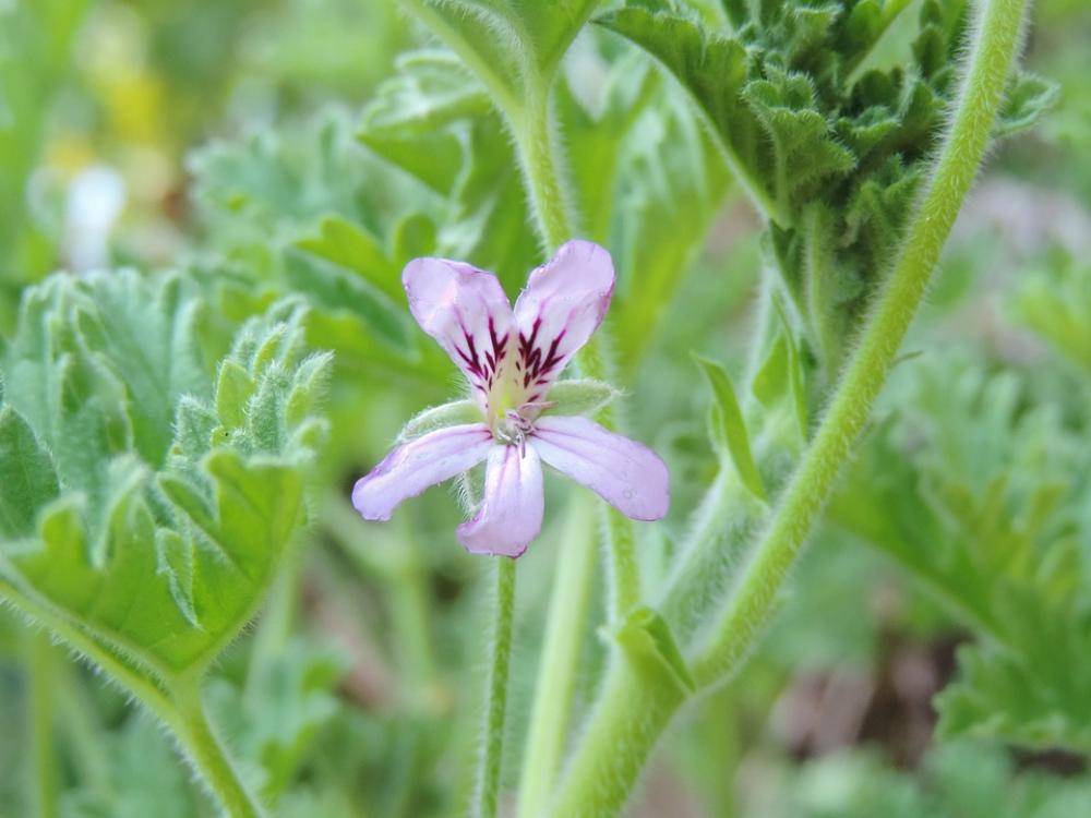 Pink Flower Bloom Summer Pink Flower Bloom Summer