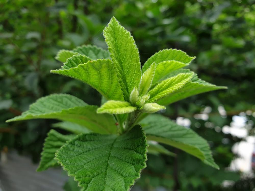Plants Nature Garden Summer Green Plants Nature Garden Summer Green