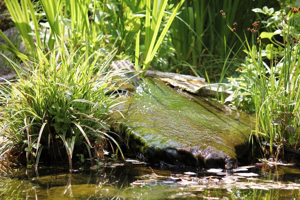 Pond Seaweed Water Nature Pond Seaweed Water Nature