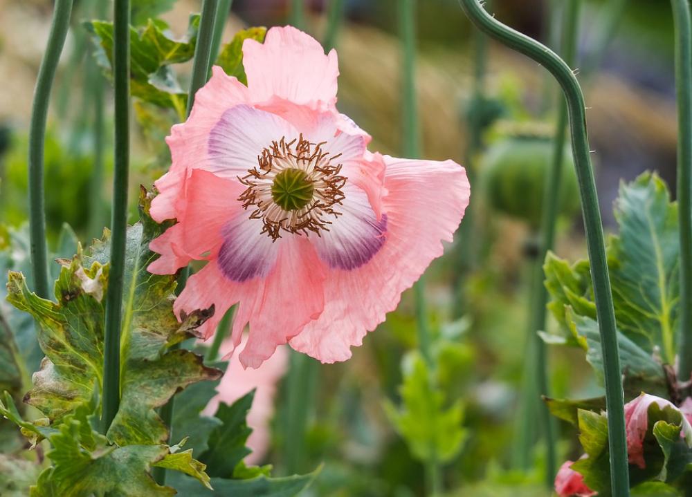 Poppy Blossom Bloom Flower Garden Bloom Summer Poppy Blossom Bloom Flower Garden Bloom Summer