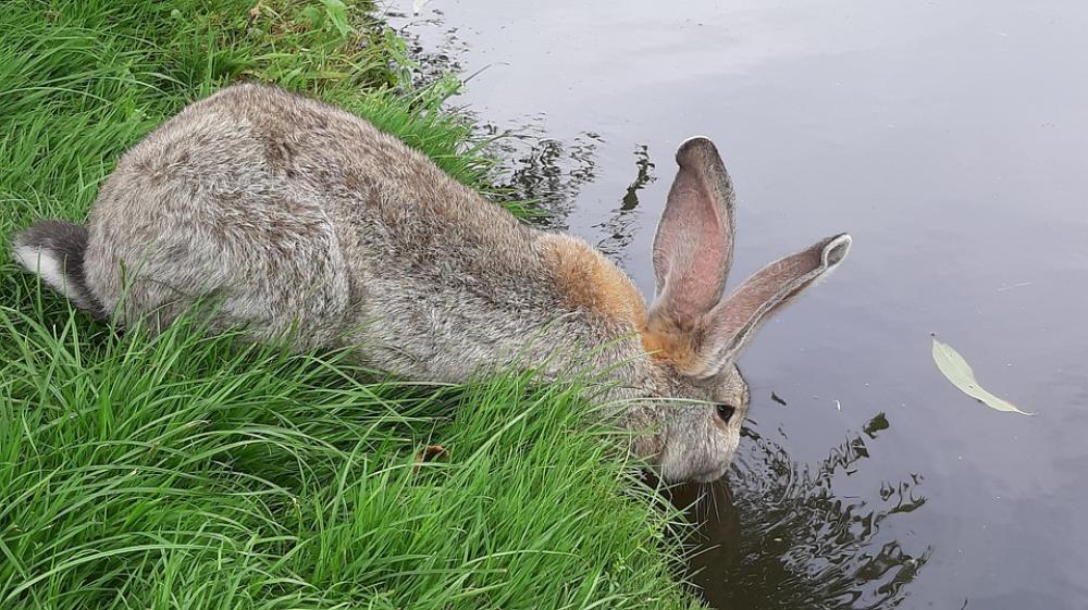 Rabbit Drinking Ditch Thirst Water Rabbit Drinking Ditch Thirst Water