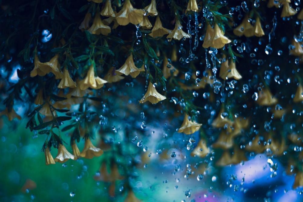 Rain Flowers Bloom Water Rain Flowers Bloom Water