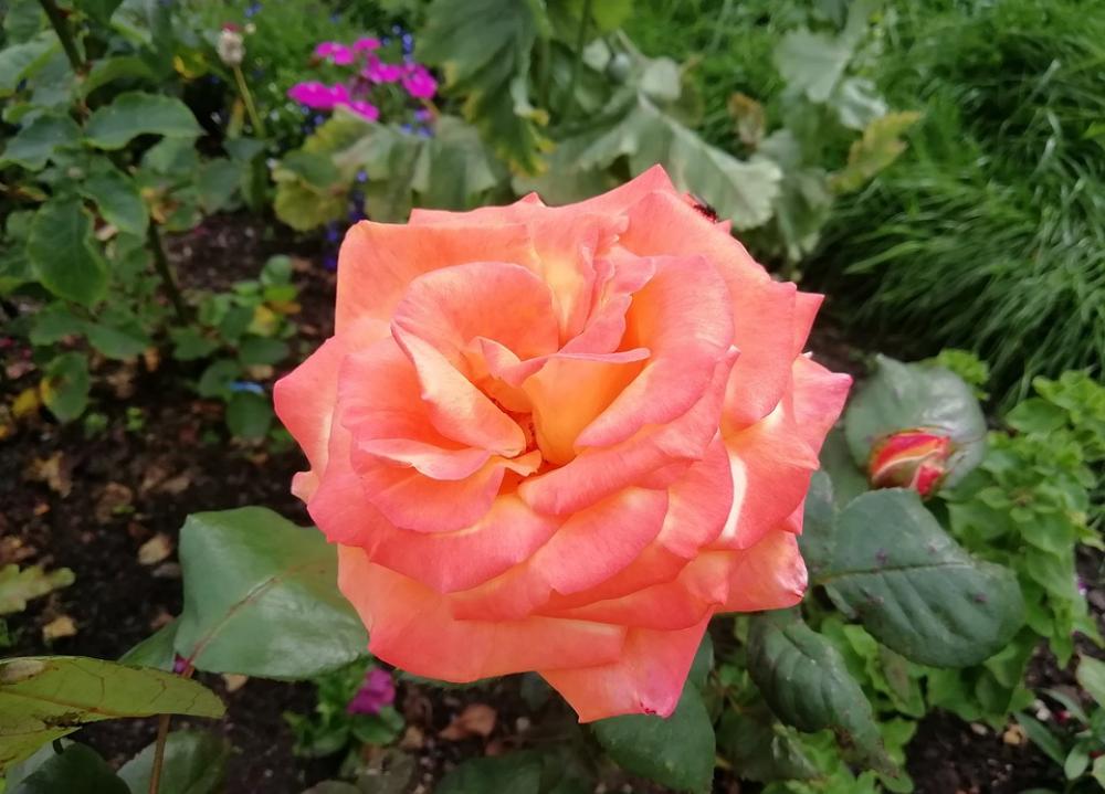 Rose Orange Peach Green Flower Floral Colourful Rose Orange Peach Green Flower Floral Colourful