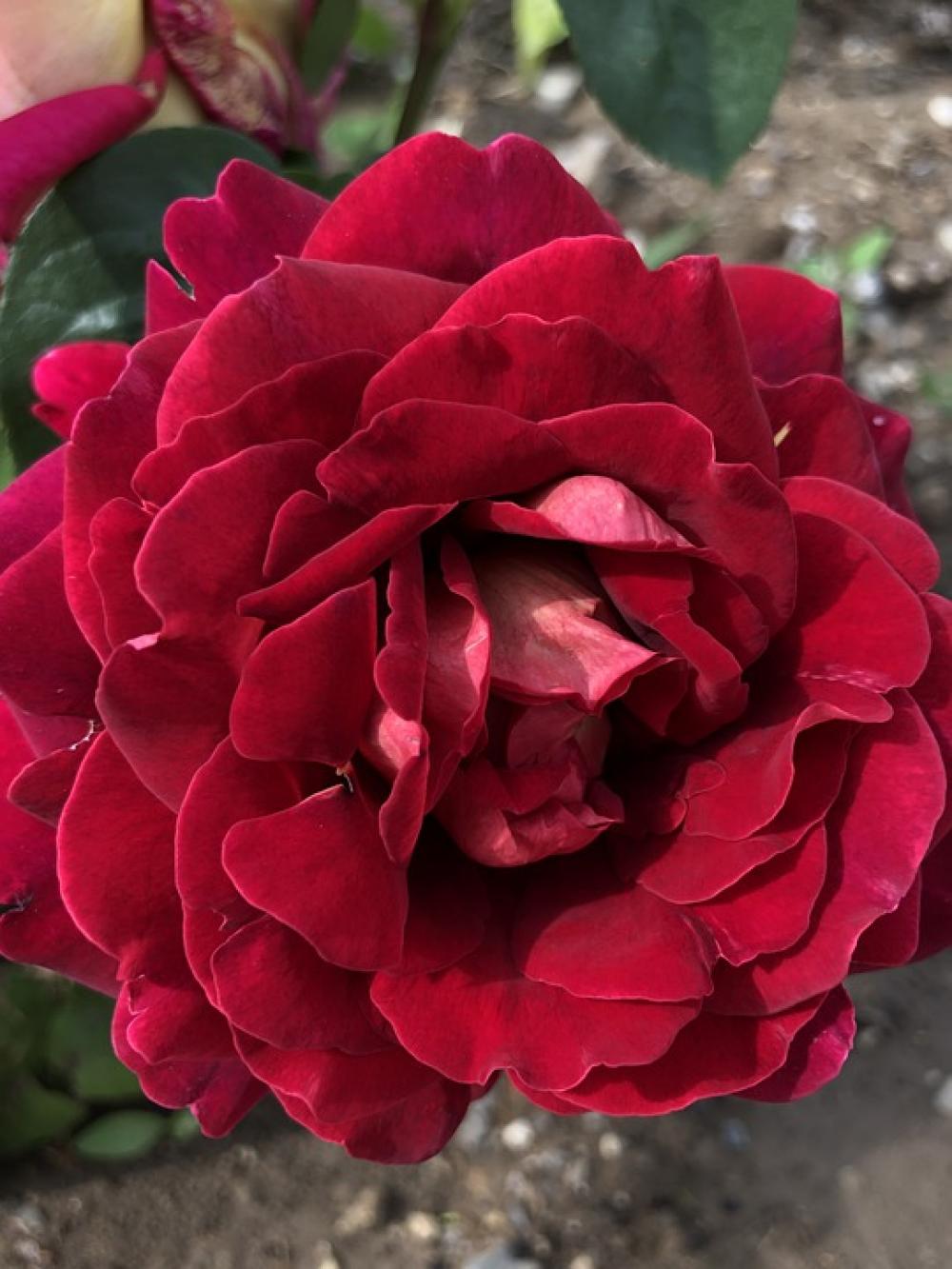 Rose Flower Nature Love Red Garden Petals Rose Flower Nature Love Red Garden Petals