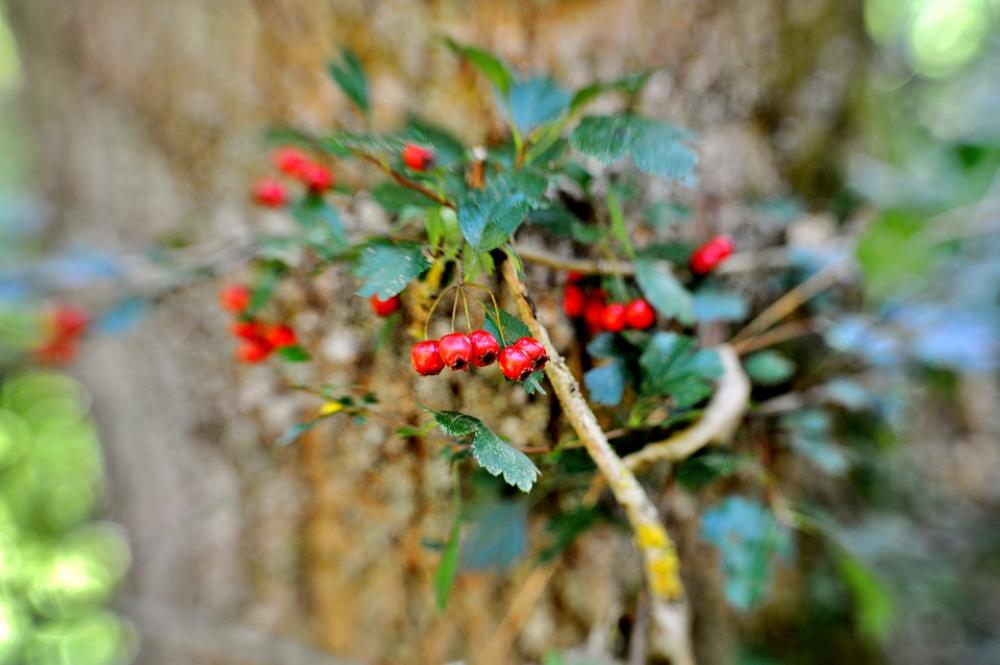 Rosehips Fruits Nature Plant Summer Red Rosehips Fruits Nature Plant Summer Red