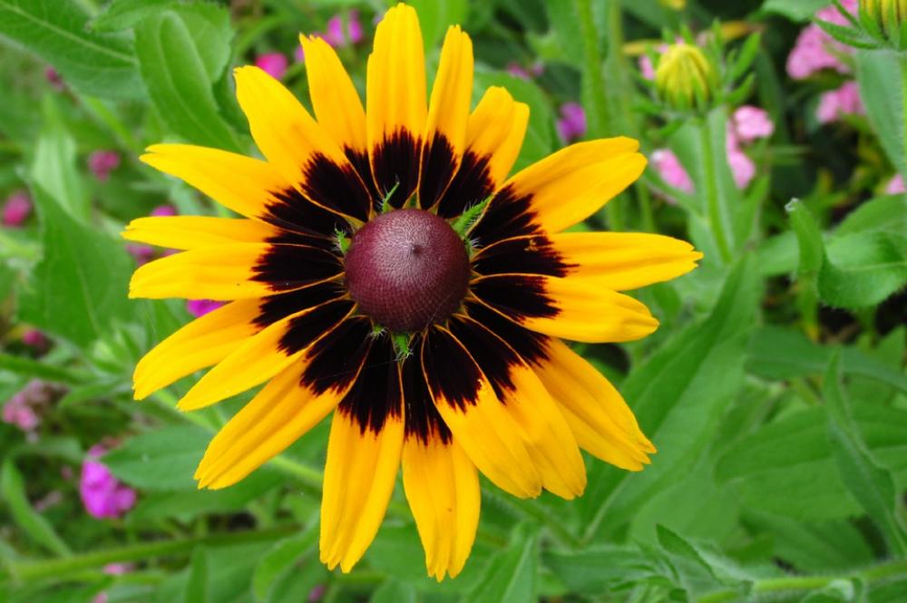 Rudbekia Flower Summer Garden Yellow Nature Rudbekia Flower Summer Garden Yellow Nature